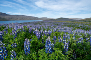 Large field of purple lupine in the Westfjords of Iceland. Lupine is an invasive species in Iceland