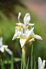 Naklejka na ściany i meble Flowering White Iris in a Bulb Garden