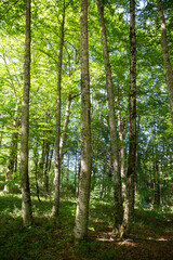 Fototapeta na wymiar Irati forest trees Navarra Spain