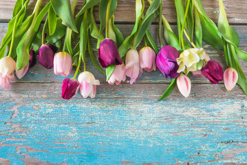 Beautiful frame of pink and purple tulips on a blue old paint wooden background; copy space; spring holiday greeting card