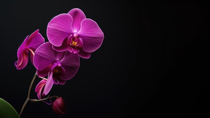 Fototapeta na wymiar Stunning purple orchid blooms against a dramatic black backdrop
