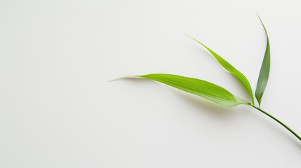 A single vibrant green leaf against a pure white background