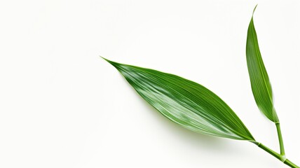 Graceful green bamboo leaves aligned on a bright white backdrop