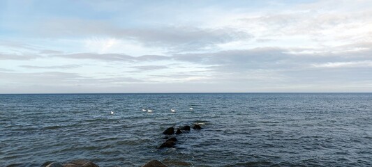 Fototapeta premium Gruppe Schwäne auf der Ostsee