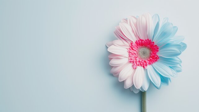 A dual-toned Gerbera daisy with pink and blue petals on a light blue background