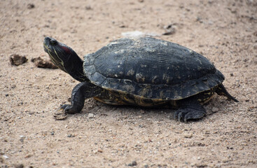 Side Profile of a Standard Paint Turtle