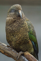 Portrait of Kea on branch