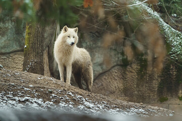 Portrait of Arctic wolf in zoo