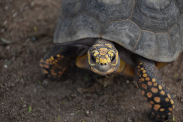 Looking into the Face of an Eastern Box Turtle