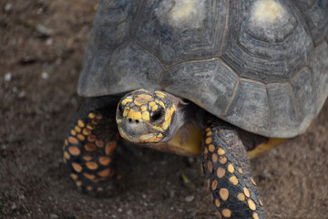 Naklejka premium Up Close Face of a Land Turtle
