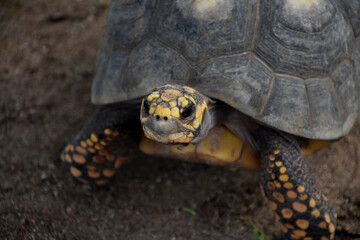 Naklejka premium Fantastic Close Up of a Turtle with Yellow Spots