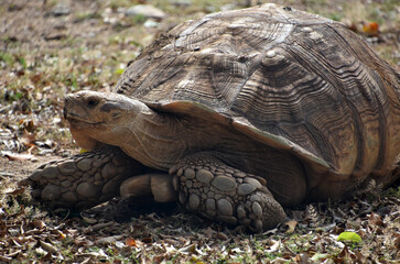 Large Land Tortoise with a Big Shell