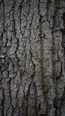 Baum rinde natur wald raus gehen frische luft moos pflanzen bäume