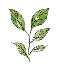Green leaves branch isolated on wite. Watercolor illustration. Floral design elements  of colorful hand drawn line twigs