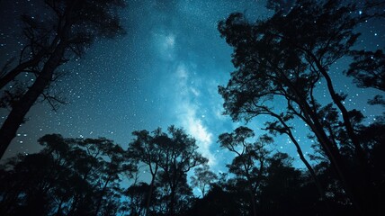 Fototapeta na wymiar A breathtaking view of the Milky Way galaxy through silhouettes of tall eucalyptus trees