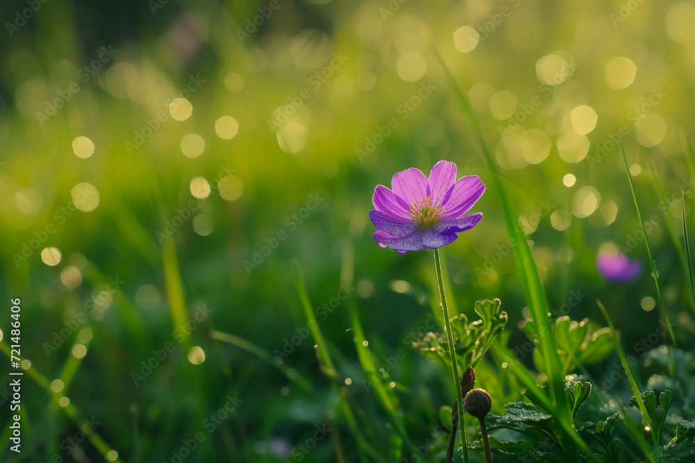 Poster bright spring flower in the meadow. backdrop with selective focus and copy space