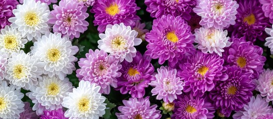 Enchanting Purple and White Small Chrysanthemum Blossoms: A Delicate Display of Purple, White, and Small Chrysanthemum Flowers
