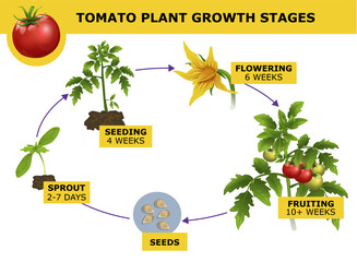 Tomato plant growth stages. Agricultural, biological infographic. Educational infographic for kids. Vector illustration. 