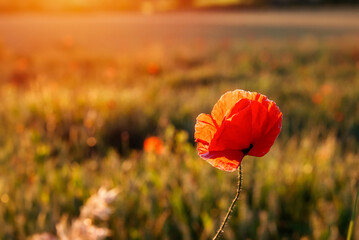 closeup of red poppies in wheat field in summer day