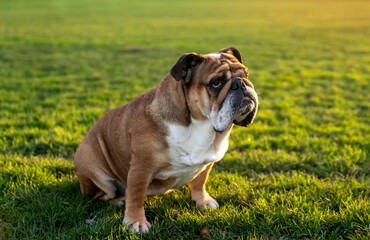 Funny beautiful classic Red English British Bulldog Dog out for a walk looking up sitting in the...