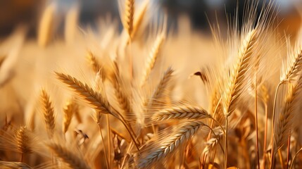 A close-up of a field of wheat swaying in the wind, emphasizing the movement and texture of the golden crop