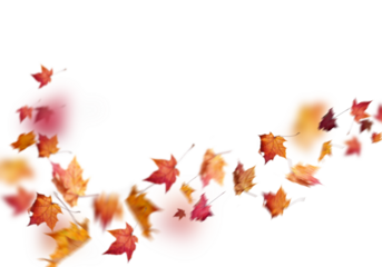 autumn leaves blowing in the wind png overly on white background