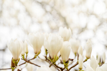 white and pink magnolia flowers on the branch on a warm spring sunny day