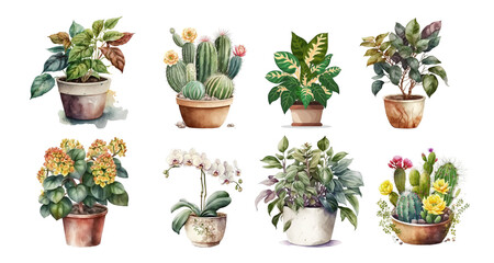 Home flowers in pots: ficus, phalaenopsis, anthurium, cacti, colanchoe - obrazy, fototapety, plakaty