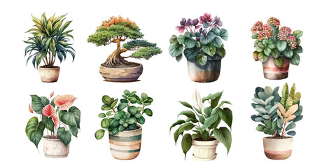 Home flowers in pots: dracaena, bonsai, begonia, anthurium, tradescantia, spathiphyllum - obrazy, fototapety, plakaty