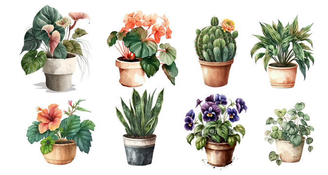 Home flowers in pots: begonia, violets, hibiscus, anthurium, ficus, tradescantia, sansevieria