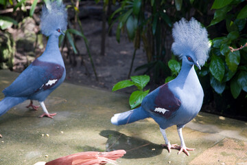 Crowned dove close up