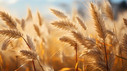 A close-up of a field of wheat swaying in the wind, emphasizing the movement and texture of the...