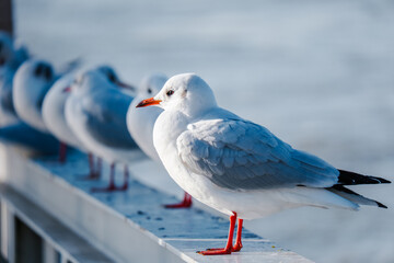 seagull bird fishing on river