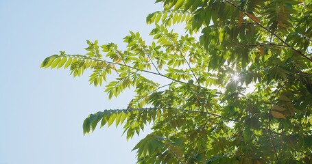 Sunlight peeks through the lush green leaves of a tree against a clear blue sky, symbolizing growth and vitality