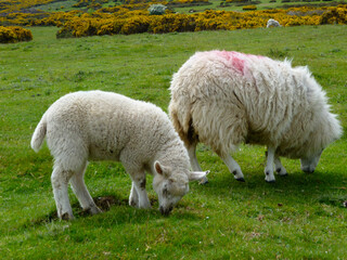 Grazing ewe and lamb