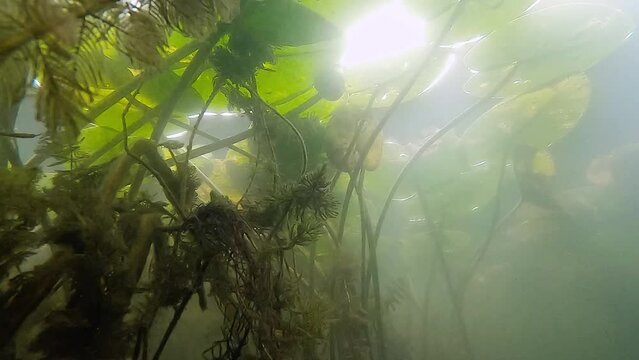 Low angle view of sun shinning though the water on underwater plants