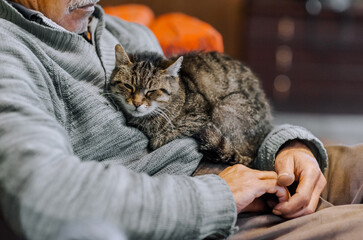 A beautiful striped gray cat sits in the arms of a male owner. Animal photography.