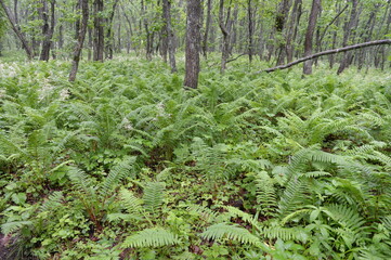 Fototapeta premium The forest on the Bruce Peninsula in Peter the Great Bay. Primorsky Krai
