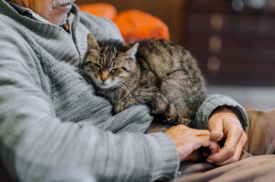 A beautiful striped gray cat sits in the arms of a male owner. Animal photography.