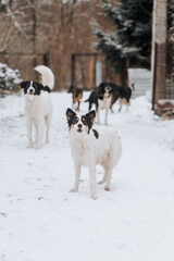 A flock of many hungry homeless dirty rural mongrel dogs stand in the snow in the cold winter,...