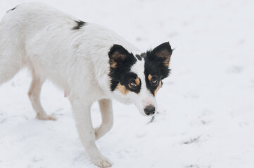 A black and white fluffy hungry homeless dirty rural mongrel dog stands in the snow in the cold in winter, waiting for food from people. Animal photography, portrait.