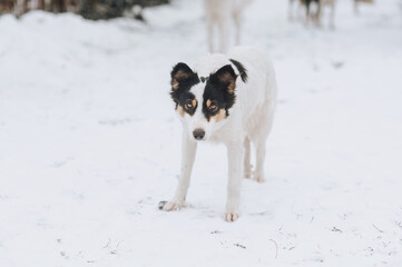 A black and white fluffy hungry homeless dirty rural mongrel dog stands in the snow in the cold in...