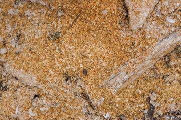 Background, texture of sawdust, wood shavings in the snow on the ground in winter. Close-up photo, pattern, top view.
