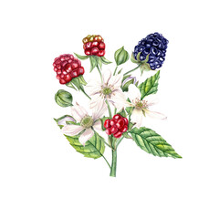 Bouquet fresh blackberry. Red berries, ripe berry, flowers and buds on branch with leaves. Dewberry, bramble. Watercolor illustration. For template, package, menu, cookbook.