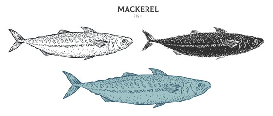 Hand drawn mackerel fish isolated on white background. Set cartoon element in outline, monochrome and color version. Vector illustration in retro vintage engraving style. - obrazy, fototapety, plakaty