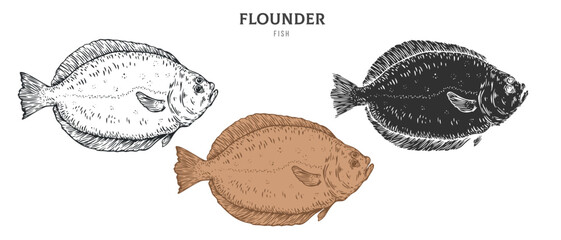 Hand drawn flounder fish isolated on white background. Set cartoon element in outline, monochrome and color version. Vector illustration in retro vintage engraving style. - 721499435
