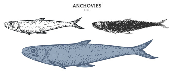 Hand drawn anchovies fish isolated on white background. Set cartoon element in outline, monochrome and color version. Vector illustration in retro vintage engraving style. - 721499475