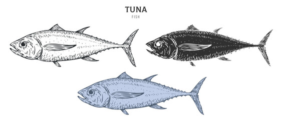 Hand drawn tuna fish isolated on white background. Set cartoon element in outline, monochrome and color version. Vector illustration in retro vintage engraving style. - obrazy, fototapety, plakaty