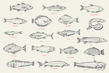 Set outline sketch fish. Catfish, sturgeon, wolffish, carp, sea perch, trout, halibut, pike, hake, tuna, anchovy, eel, dorado, flounder, herring, silver carp, mackerel, cod. Vector illustration. - obrazy, fototapety, plakaty
