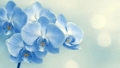 Piękne niebieskie kwiaty falenopsis, niebieski storczyk, pastelowe tło kwiatowe - obrazy, fototapety, plakaty